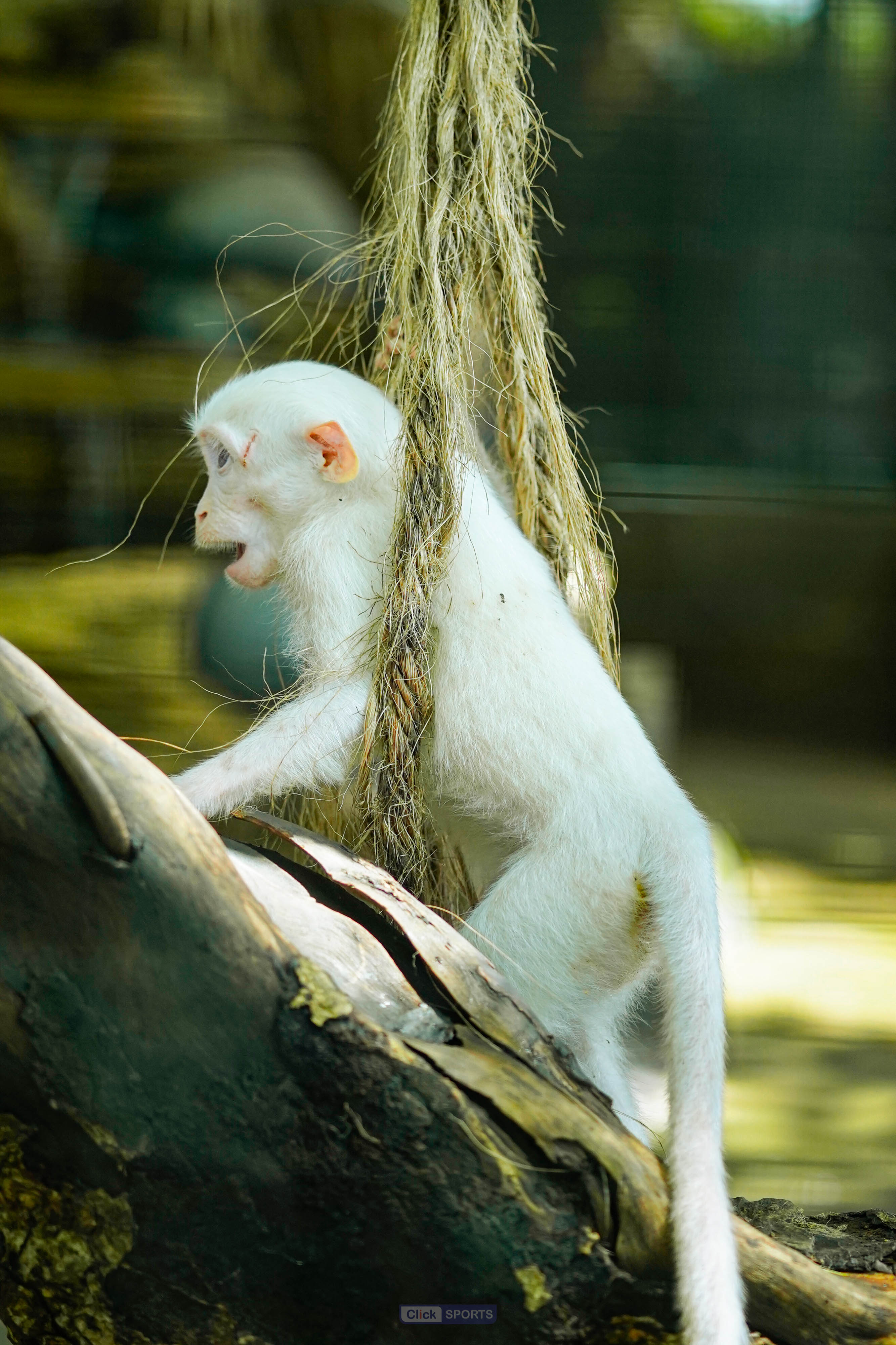 White Monkey
