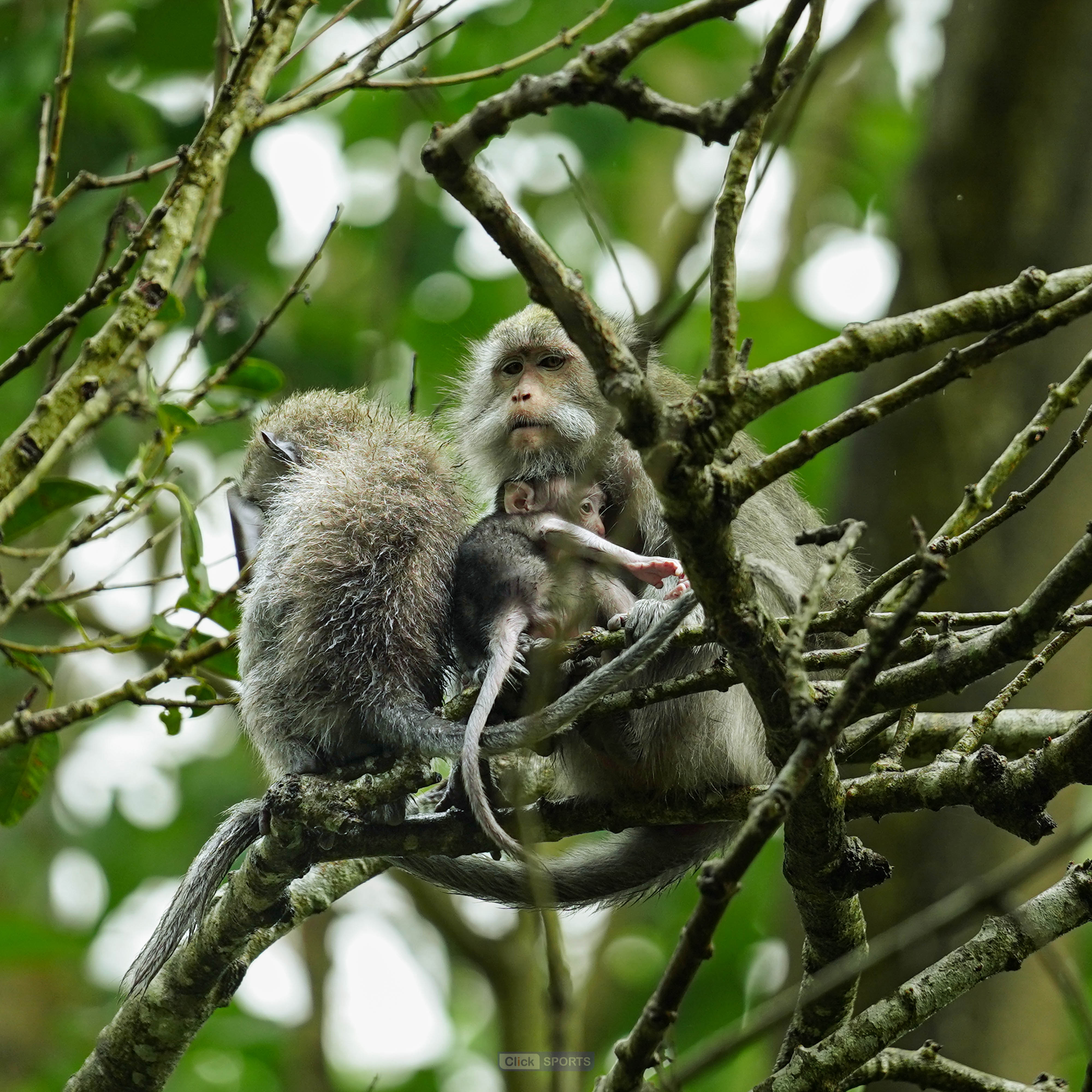 Wild Longtail Monkeys