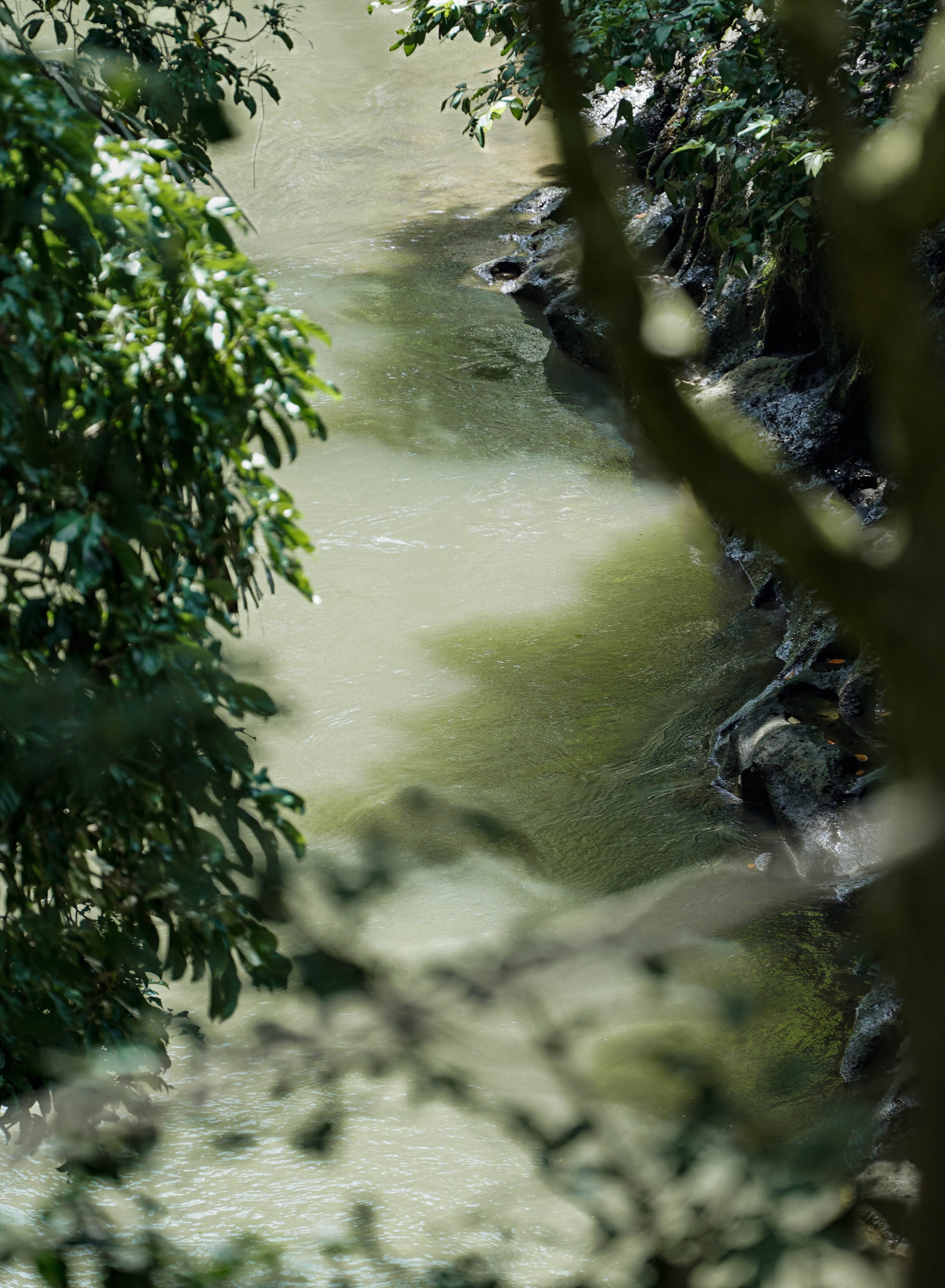 Tukad Kemenuh, Sungai Alami yang Menyegarkan di Kemenuh Monkey River